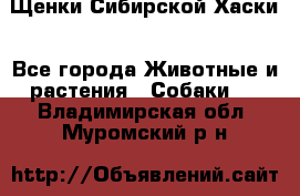 Щенки Сибирской Хаски - Все города Животные и растения » Собаки   . Владимирская обл.,Муромский р-н